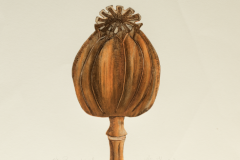  Kaija Kesa (Estonia), Papaver, puntasecca, 47 x 47 cm 